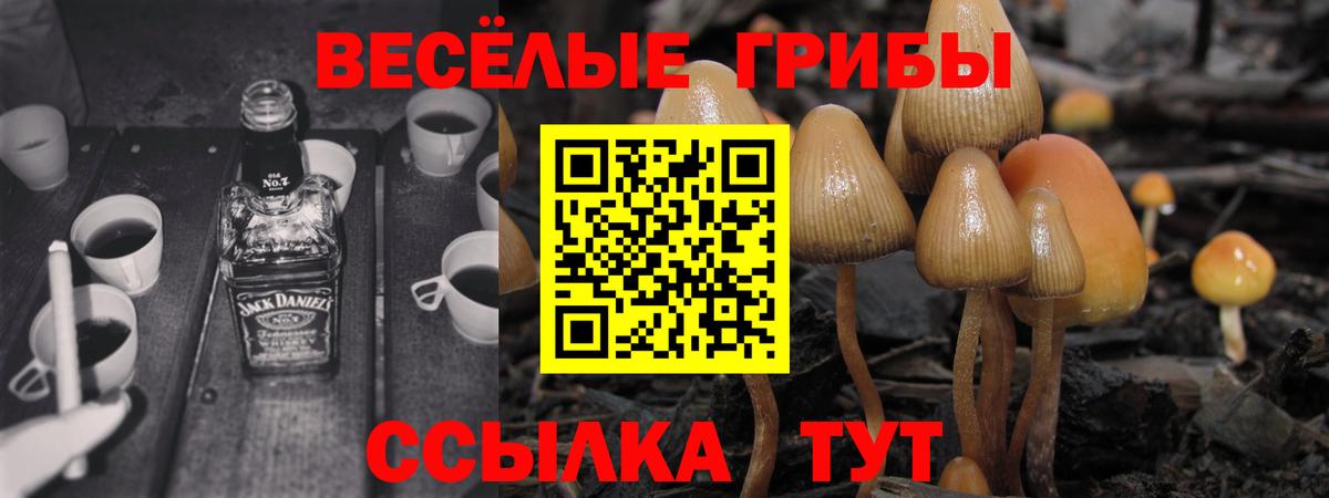 Галлюциногенные грибы Psilocybe  Галлюциногенные грибы Psilocybe  даркнет сайт  Жуковский  Вход с VPN 